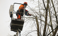 В УДПИ Кирова рассказали, по каким признакам деревья признают аварийными