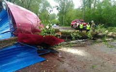 В Вересниках во время урагана дерево раздавило остановку: есть пострадавшие