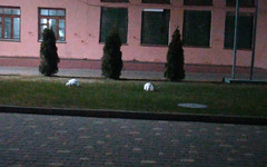 «Работники года уже стригут газон»: на кировском заводе сфотографировали кроликов