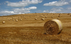 Ущерб сельскому хозяйству региона из-за непогоды составил почти 300 миллионов рублей