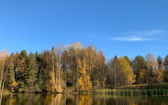 В Кировской области за месяц задержали 6 браконьерских групп на лосей