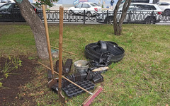 У скамеек на аллее Октябрьского проспекта высадили многолетние растения