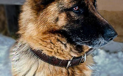 В Кировской области ищут хозяев для служебной собаки Симы