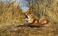 В Белохолуницком районе поймали бешеную лису