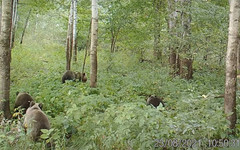 В заповеднике «Нургуш» сняли на видео, как завтракают медведи