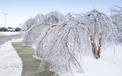 Ледяной дождь в Кировской области превратил деревья в арки (ВИДЕО)