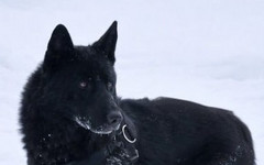 УМВД Кировской области отдаст в добрые руки служебных овчарок на пенсии