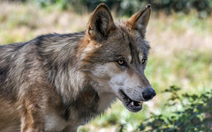 С начала года в Кировской области убили 141 волка