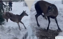 Благородные олени прибыли в Кировскую область