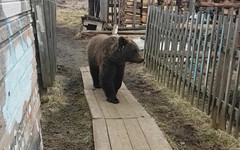 В Арбажском районе убили медведя, угрожавшего жителям
