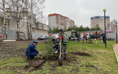 В сквере Трудовой славы высадили растения