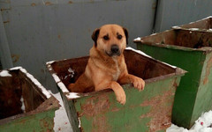 В Котельниче в мусорном баке обнаружили связанного в мешке пса
