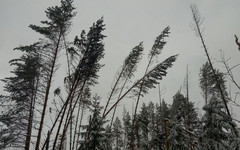 14 декабря в Кировской области ожидаются ледяной дождь и метель