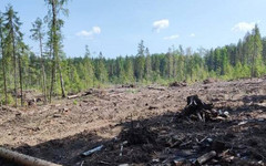 В Мурашинском районе с лесоарендатора взыскали более 2 млн рублей за переруб деревьев