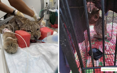 В Котельничском районе спасли истощенного рысенка