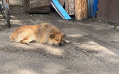 В Госдуму внесли законопроект о штрафах за выгул опасных собак без намордника