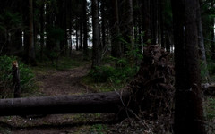 В лесу Котельничского района искали четырёх человек