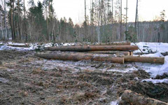Двое жителей Кировской области «принесли» из леса более 21 миллиона рублей