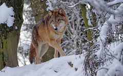 Кировский Минлесхоз назвал самые опасные районы по активности волков