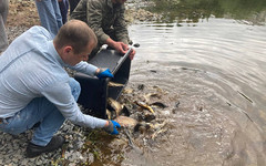 В пруды парка имени Кирова выпустили рыбу