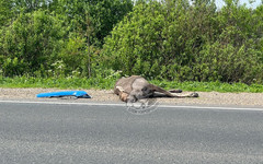 В Кирово-Чепецком районе водитель сбил лося