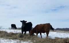 В Кировской области обнаружили бешенство у коровы на сельхозпредприятии