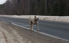 Кировский Хатико. Собака ждёт хозяев на трассе в Оричевском районе больше полугода