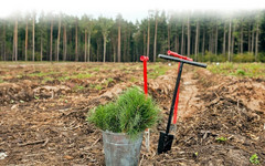 В Кировской области восстановили 33 тысячи гектаров леса