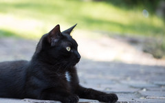 Кировские зоозащитники боятся отдавать чёрных котят и щенков накануне Хэллоуина