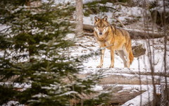 С начала 2024 года в Кировской области охотники добыли 152 волка