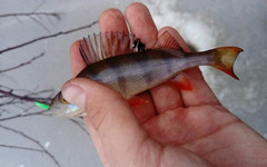Лёд окреп, а рыба устроила голодовку. Еженедельный отчёт с кировских водоёмов