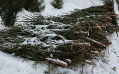 В Госдуме рассказали, как легально срубить ёлку и избежать штрафа в 500 тысяч рублей