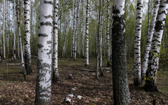 Можно ли в лесах собирать валежник?