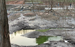 Пруды в парке имени Кирова заполнила зелёная жидкость