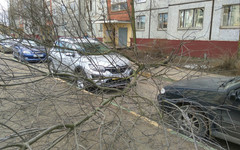 В Кирове из-за сильного ветра во дворе дома рухнуло дерево