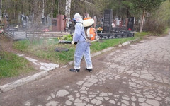 Кировские кладбища начали обрабатывать от клещей