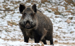 В нескольких районах Кировской области установили карантин по африканской чуме свиней