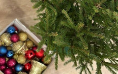 Как выбрать живую новогоднюю елку и что делать, чтобы она долго не осыпалась?