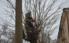 «Дирекция зелёного хозяйства» обрежет 5 тысяч кировских деревьев