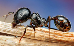 «Зажигательные» муравьи: в Великобритании борются с насекомыми-поджигателями