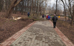 В парке имени Кирова вырубают аварийные деревья