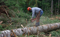 С начала года в Кировской области выявили 155 незаконных рубок леса