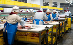 Обвальщики и жиловщики - золотые руки Кировского мясокомбината