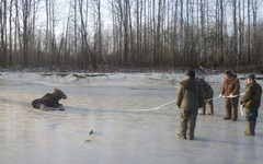 В Советском районе спасли лося, который несколько суток пролежал на льду озера