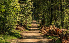 Можно ли проредить лес, затеняющий дачный участок?