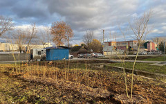 На перекрёстке Мельничной и Деповской появилась арония