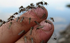 Будет ли в Кирове нашествие комаров?