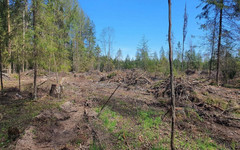 Кировская область сократила незаконные рубки леса благодаря космическому мониторингу