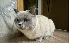 В Ростове-на-Дону продают кота за 23,5 млн рублей