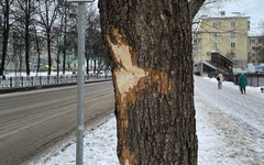 Из-за зимней уборки в Кирове страдают деревья